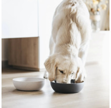 Hund frisst aus Futternapf neben leerem Wassernapf