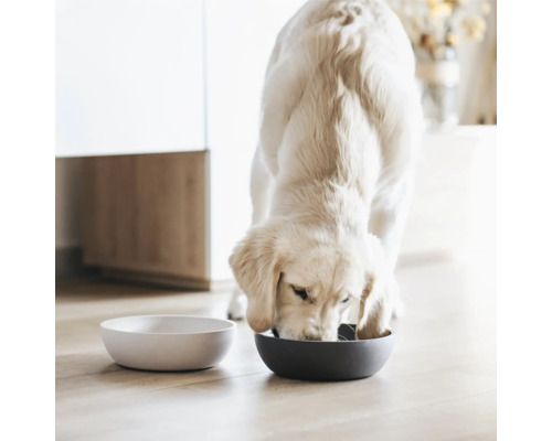 Hund frisst aus Futternapf neben leerem Wassernapf