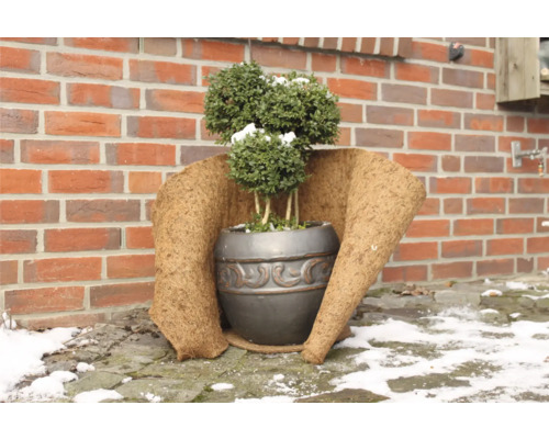 Dekorative Pflanze im Topf mit Winterschutz vor einer Backsteinmauer