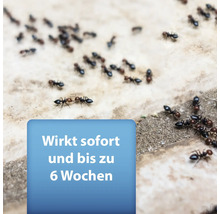 Ameisenbefall auf Fliesen mit dem Hinweis: Wirkt sofort und bis zu 6 Wochen