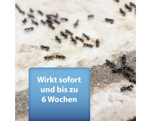 Ameisenbefall auf Fliesen mit dem Hinweis: Wirkt sofort und bis zu 6 Wochen