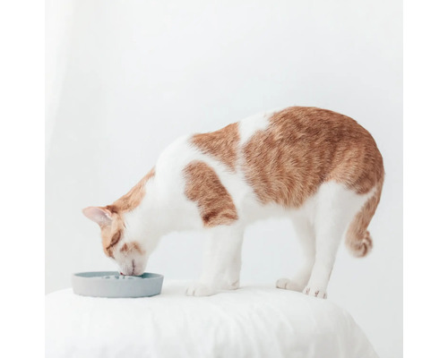 Eine getigerte Katze frisst aus einem Futternapf.