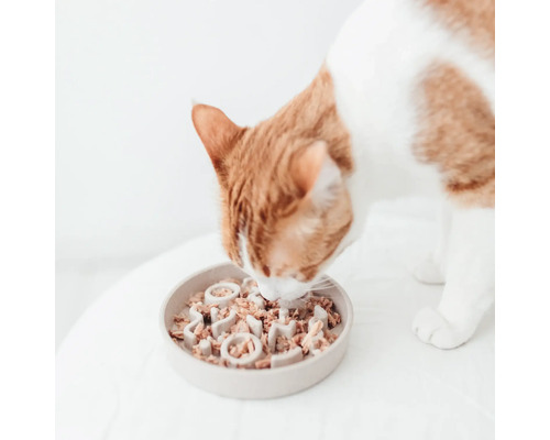 Katze frisst Nassfutter aus einem interaktiven Fressnapf
