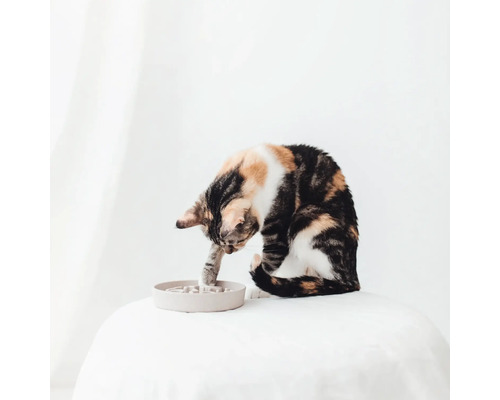 Eine Katze spielt mit einem Futterlabyrinth auf einem Tisch.