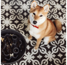 Shiba Inu Hund sitzt neben einem schwarzen interaktiven Futter-Napf mit Hundefutter
