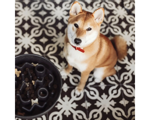 Shiba Inu Hund sitzt neben einem schwarzen interaktiven Futter-Napf mit Hundefutter