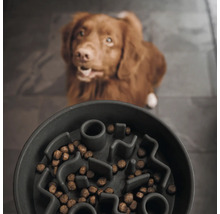 Hundenapf mit Futter und Hund