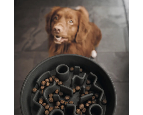 Hundenapf mit Futter und Hund