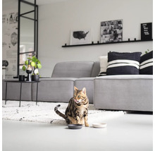 Katze sitzt in einem Wohnzimmer vor zwei Futternäpfen