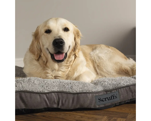 Golden Retriever liegt auf einem grauen Hundebett mit Scruffs Logo