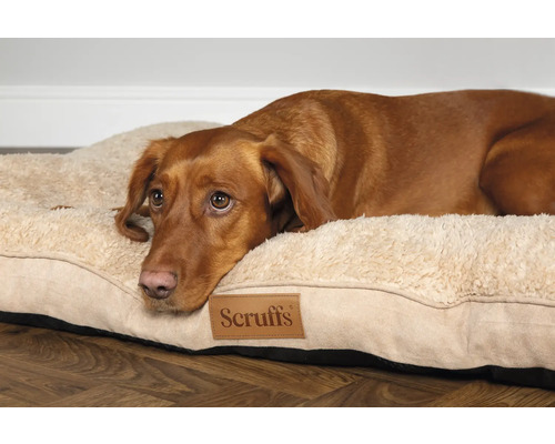 Hund liegt auf einem Hundebett mit Scruffs Logo