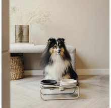 Hund sitzt vor Futternapf auf einem Ständer in einem Raum