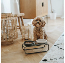 Hund sitzt neben einem Futternapf auf einem Ständer in einem Wohnzimmer.