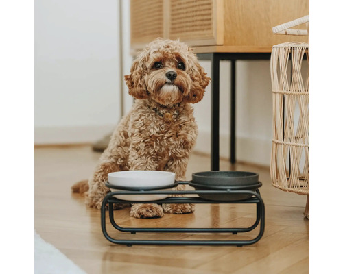 Hund sitzt neben einem erhöhten Futternapf mit zwei Schalen auf einem Holzboden