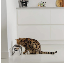 Katze frisst aus erhöhtem Futternapf in einer modernen Küche.