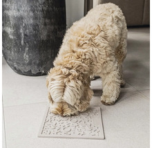 Hund schnüffelt an Intelligenzspielzeug auf dem Boden.