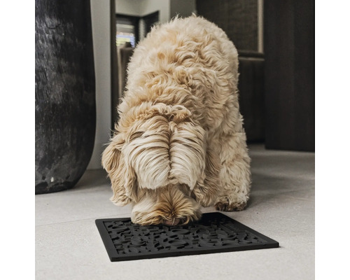 Hund schnüffelt an einer schwarzen Fußmatte