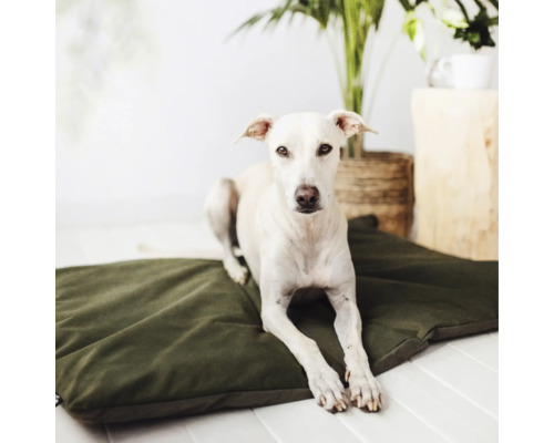 Hund liegt auf einem Hundekissen