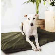 Ein Windhund ruht auf einem Hundekissen