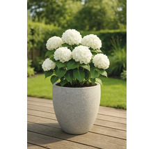 Hortensie mit weißen Blüten in einem Pflanzgefäß auf einer Holzterrasse