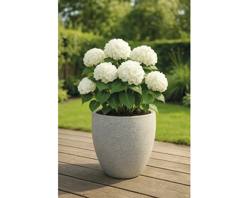 Hortensie mit weißen Blüten in einem Pflanzgefäß auf einer Holzterrasse