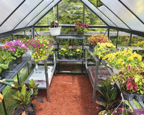 Gewächshaus mit Regalen und verschiedenen Blumen in Töpfen.