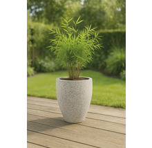 Bambus im Pflanzgefäß für den Garten