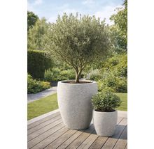 Olivenbaum in großem Pflanzkübel und kleiner Topfpflanze im Garten