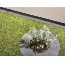 Grünfläche mit Rasen und bepflanzter Baumscheibe aus Betonpflastersteinen