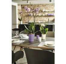 Esstisch mit Gedeck, dekoriert mit Orchideen in Töpfen und Kerzen