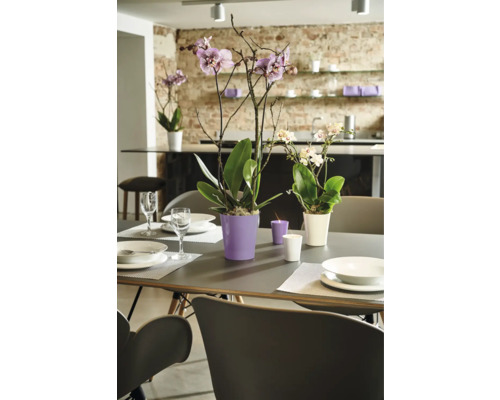 Esstisch mit Gedeck, dekoriert mit Orchideen in Töpfen und Kerzen