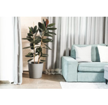 Wohnzimmer mit Gummibaum im Topf und Sofa