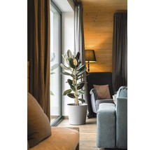 Wohnzimmer mit Gummibaum im Topf, Sessel und Vorhängen