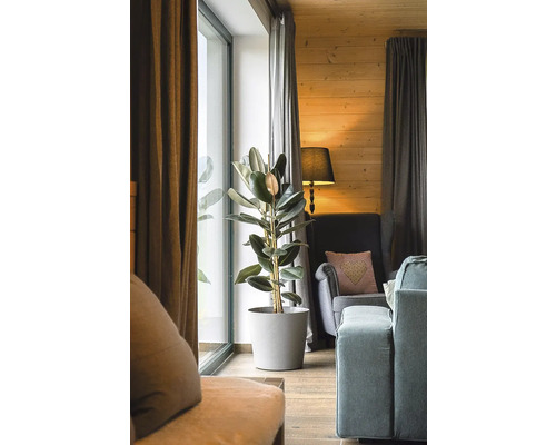 Wohnzimmer mit Gummibaum im Topf, Sessel und Vorhängen