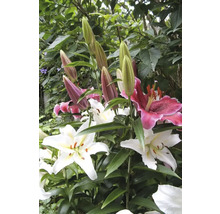 Nahaufnahme von Lilienblüten und -knospen im Garten