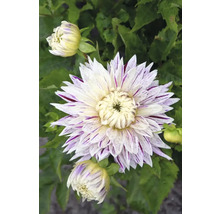 Nahaufnahme einer Dahlie mit gestreiften Blütenblättern