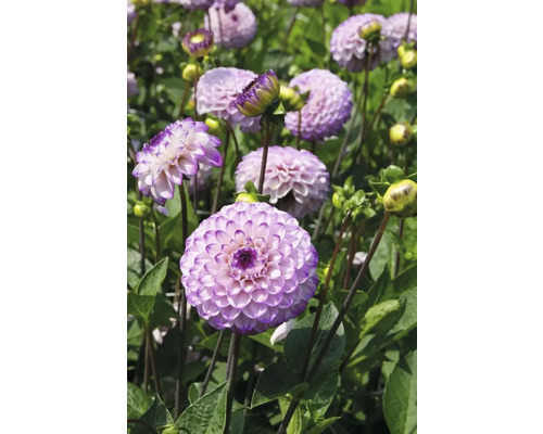 Nahaufnahme von lila Dahlienblüten im Garten