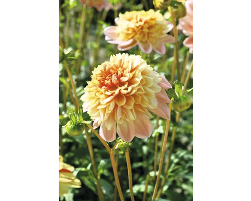 Nahaufnahme einer gelb-rosa Dahlienblüte im Garten.