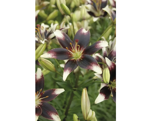 Nahaufnahme von Lilienblüten mit dunklen Blütenblättern und hellen Spitzen