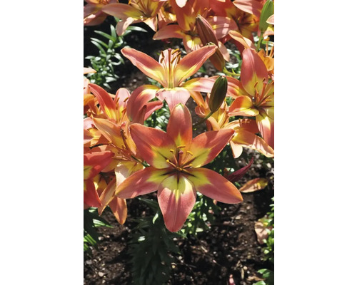 Nahaufnahme von Tigerlilien im Garten.