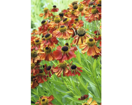 Gruppe von Sonnenbraut Blumen im Garten.