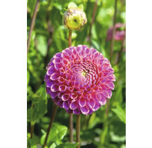 Nahaufnahme einer rosa Dahlie im Garten.