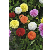 Dahlien mit runden Blüten im Gartenbeet