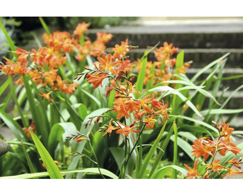 Nahaufnahme von Crocosmia-Blüten im Garten