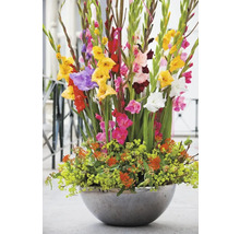 Großes Blumenarrangement mit Gladiolen in einer runden Vase