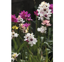 Nahaufnahme einer Gruppe von Harlekinblumen im Garten.