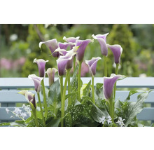 Calla Lilien mit grünen Blättern in einem Beet