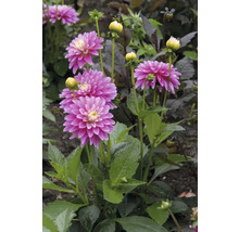 Nahaufnahme einer rosa Dahlienblüte im Garten