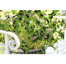 Glücksklee mit vierblättrigen Blättern und kleinen Blüten in einem Topf auf einem Geländer