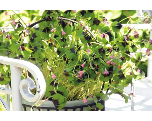 Glücksklee mit vierblättrigen Blättern und kleinen Blüten in einem Topf auf einem Geländer